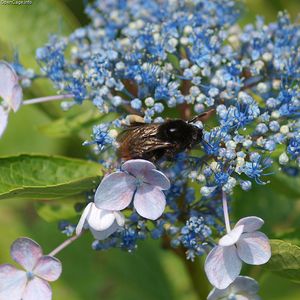 푸른 수국에서 꿀을 먹는 Bombus ignitus.