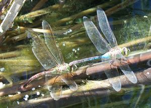 미국왕잠자리 (`Anax junius`) 산란