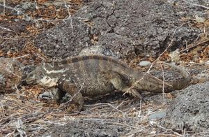 잡종 이구아나, 바다 이구아나와 갈라파고스 육지 이구아나 사이의 교배 결과