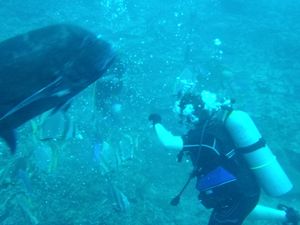 괌의 갭 갭 II 암초에서 무명갈전갱이와 상호 작용하는 스쿠버 다이버