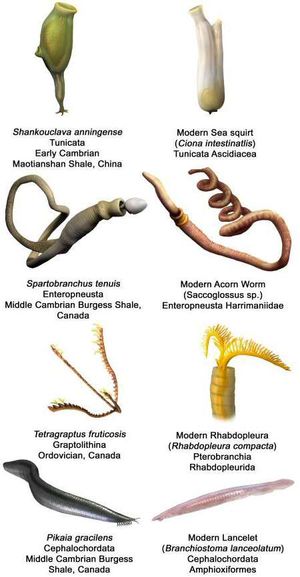 초기 후구동물과 현대의 대응물