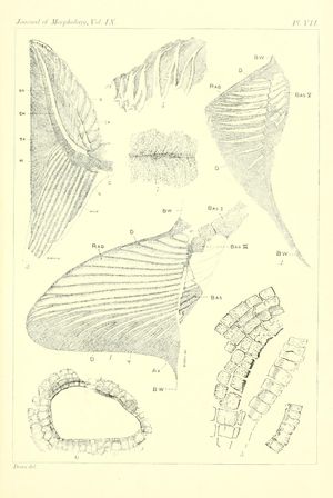 1894년 지느러미 (1-4), 공막골 (5-6), 측선 (7)과 같은 골격 요소를 보여주는 삽화