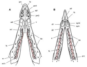 위턱과 아래턱의 치아 배열을 보여주는 다이어그램