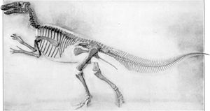 E. annectens 파라타입 YPM 2182, 예일 대학교 박물관에 전시