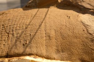 1999년에 발견된 에드몬토사우루스 표본의 피부 자국