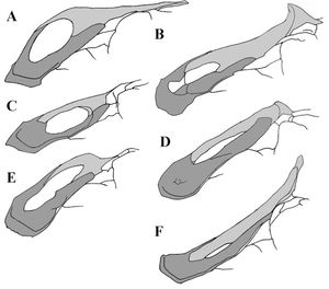 여러 하드로사우루스아과의 전상악골 비교 (C와 E의 에드몬토사우루스)