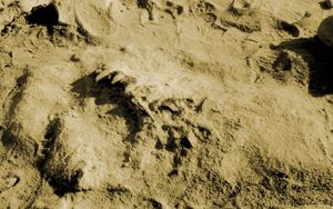 토양에서 노출된 척추와 상지, 달의 계곡, 아르헨티나