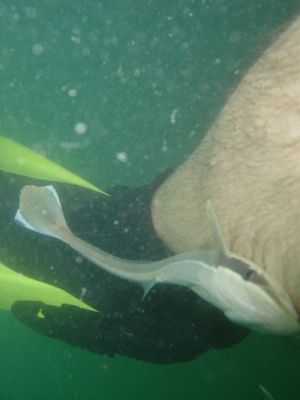 일부 빨판상어 Echeneis naucrates는 스쿠버 다이버에게 붙기도 한다.