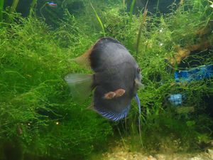 어린 개체 두 마리와 함께 있는 디스커스