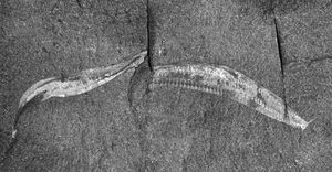 Pikaia gracilens 화석 (모식표본 USNM PAL 57628)