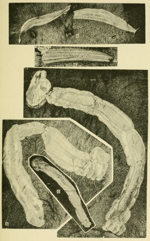 찰스 둘리틀 월콧의 월콧의 캄브리아기 지질학 및 고생물학 II (1911)의 판 20, 피카이아와 오에시아 화석이 표시됨.