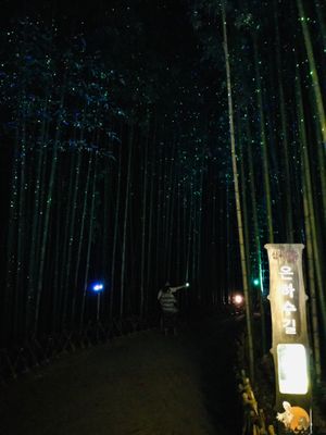 대나무정원 은하수길의 모습