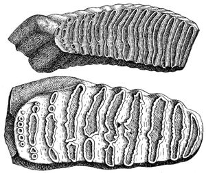 털매머드(위)와 남부 매머드의 아래 어금니 비교; 오래된 종(아래)의 치아 법랑질 능선 수가 적다는 점에 유의