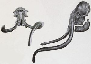 폴란드에서 발견된 두개골로, 한쪽 상아는 부러졌고 다른 쪽은 아래로 굽어 있다.