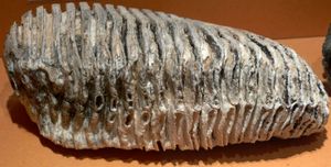 프랑스 퐁 드 샹프다모이에서 발견된 어금니, 조르주-가레 박물관