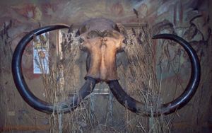 북해에서 어부가 발견하여 아일랜드 켈트 및 선사 시대 박물관에 전시 중인 털매머드 머리뼈.