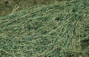 좋은 품질의 건초는 녹색이며, 너무 거칠지 않고, 줄기뿐만 아니라 식물의 머리와 잎을 포함한다.