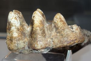 아메리카 매머드의 어금니 치아, 로툰다 박물관