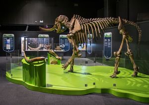 M.&nbsp;americanum 골격, 노바 스코샤 자연사 박물관