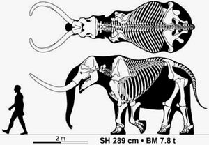 M. americanum의 성체 수컷인 "워렌 매머드" 표본의 골격도 (인간과 비교)