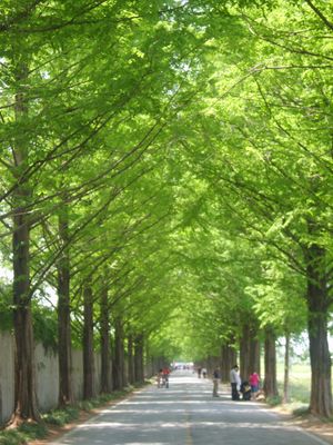 담양 메타세쿼이아길