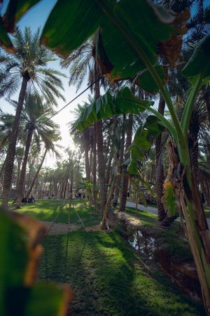 나지드는 수많은 대추 야자 농장과 넓은 농업 지역의 본고장이다.