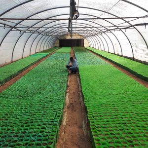 국립 센터의 묘목 온실