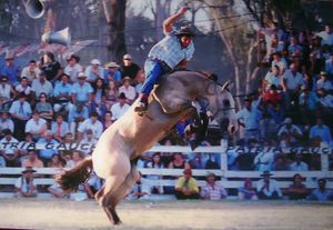 히네테아다(Jineteada), 브롱코 타기와 유사한 현대 스포츠. 15초 동안 버텨야 한다; 진짜 가우초 스포츠는 훨씬 더 위험할 수 있었다.