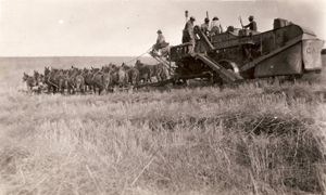 케이스 수확기, 20+ 노새 팀