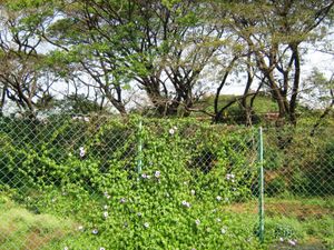 인도 타바카라의 울타리