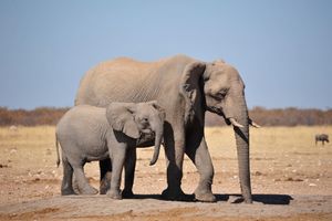 에토샤 국립공원 자칼스워터(Jakkalswater) 물웅덩이의 코끼리