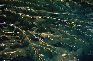 자이언트 켈프는 가스가 채워진 부유체를 사용하여 엽체가 부유하도록 유지하여 바다 표면 근처의 켈프 잎이 광합성을 위해 빛을 포착할 수 있도록 합니다.