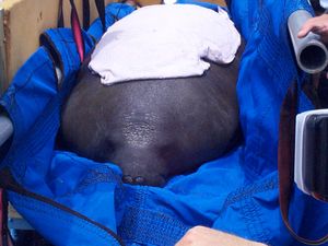 1998년에 구조된 매너티.