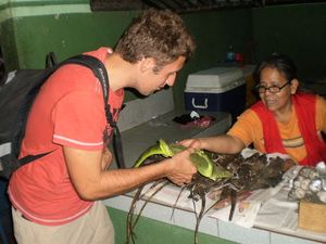  니카라과에서는 녹색 이구아나 섭취가 금지되어 있지만, 시장에서 구할 수 있다.
