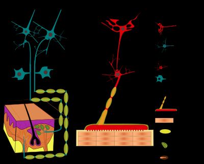 기본적인 신경계 기능의 단순화된 개략도: 신호는 감각 수용기에 의해 감지되어 척수와 뇌로 전송되며, 여기서 처리 과정을 거쳐 신호가 척수로 다시 전송된 후 운동 뉴런으로 전달된다.