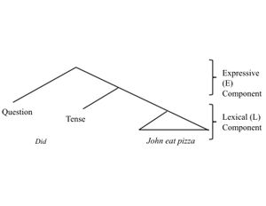 영어에서 E 구성 요소는 나무의 상층을 구성하여 L 구성 요소의 하층에 구문 형태를 추가하며, L 구성 요소는 문장에 핵심 어휘 의미를 제공한다. Miyagawa 외(30)에서 발췌