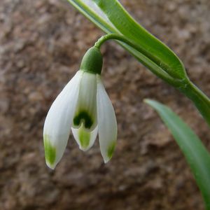 Galanthus nivalis 'Viridapice'