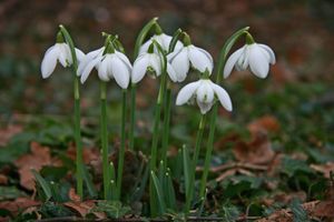 겹설강화, Galanthus nivalis f. pleniflorus 'Flore Pleno'