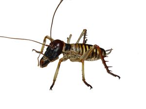 수컷 Hemideina crassidens (웰링턴 나무 웨타)