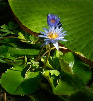 에든버러 왕립식물원의 수련