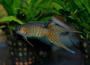 극락어는 수족관 애호가들에게 잘 알려져 있으며, 황하를 포함한 동아시아 강 유역이 원산지이다.