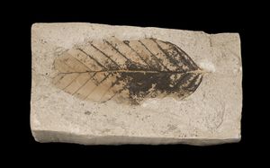 Fagus sylvatica pliocenica – 툴루즈 박물관 소장