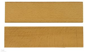 유럽너도밤나무의 목재 - 툴루즈 박물관 소장