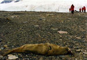 미라화된 물개 사체
