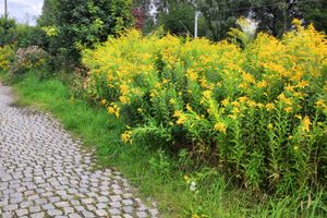 침입종 캐나다 금불초가 폴란드의 길가 잡초로 존재