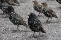 별무늬찌르레기 Sturnus vulgaris