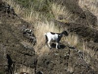 야생 염소(오가사와라 제도, 치치지마)