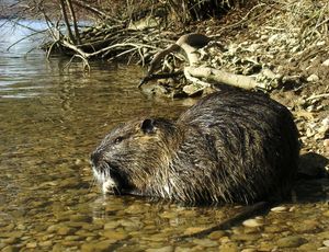 뉴트리아 Myocastor coypus