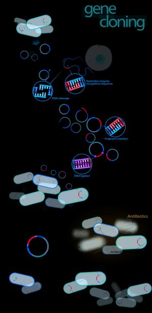 유전자 클로닝 과정. DNA 접합 및 숙주 도입 단계를 포함한다.