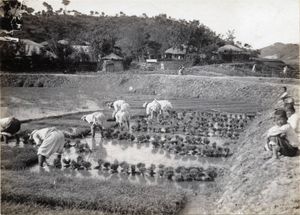 20세기 초에 촬영된 손으로 재배하는 방법에 의한 이식. 이는 높은 수준의 농촌 인구를 필요로 하는 느리고 노동집약적인 작업이라고 볼 수 있다.